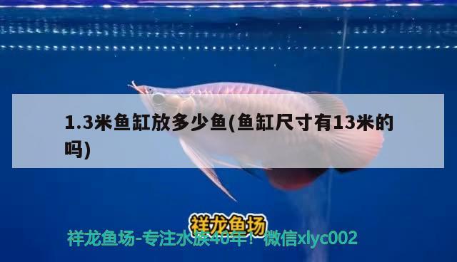 1.3米魚缸放多少魚(魚缸尺寸有13米的嗎) 龍魚芯片掃碼器