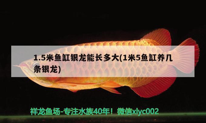 1.5米魚缸銀龍能長多大(1米5魚缸養(yǎng)幾條銀龍) 巴西亞魚 第1張