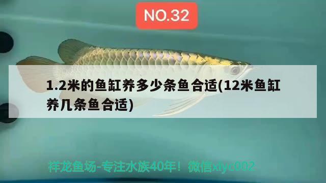 1.2米的魚缸養(yǎng)多少條魚合適(12米魚缸養(yǎng)幾條魚合適)