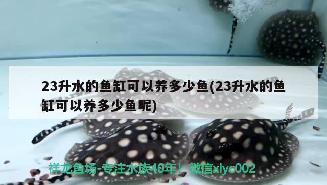 23升水的魚(yú)缸可以養(yǎng)多少魚(yú)(23升水的魚(yú)缸可以養(yǎng)多少魚(yú)呢)