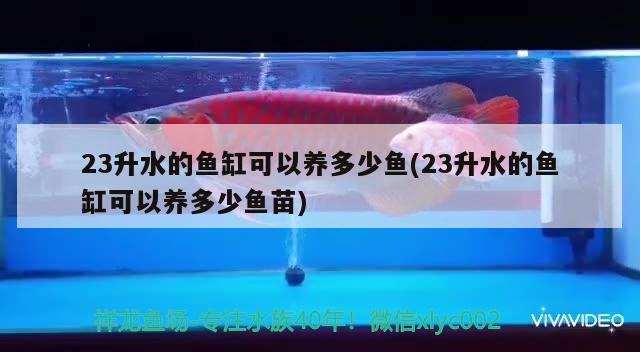 23升水的魚(yú)缸可以養(yǎng)多少魚(yú)(23升水的魚(yú)缸可以養(yǎng)多少魚(yú)苗)