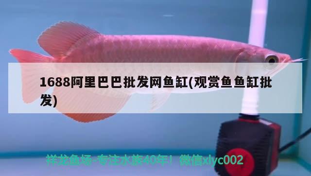 1688阿里巴巴批發(fā)網(wǎng)魚缸(觀賞魚魚缸批發(fā))