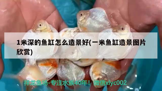 1米深的魚(yú)缸怎么造景好(一米魚(yú)缸造景圖片欣賞) 女王大帆魚(yú)