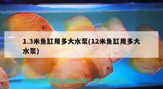 1.3米魚(yú)缸用多大水泵(12米魚(yú)缸用多大水泵)