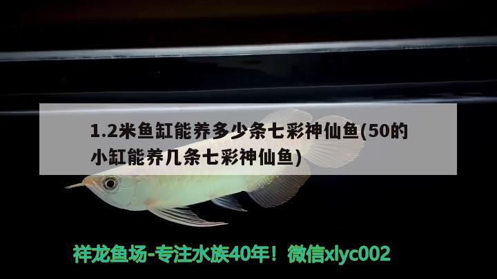 1.2米魚缸能養(yǎng)多少條七彩神仙魚(50的小缸能養(yǎng)幾條七彩神仙魚)