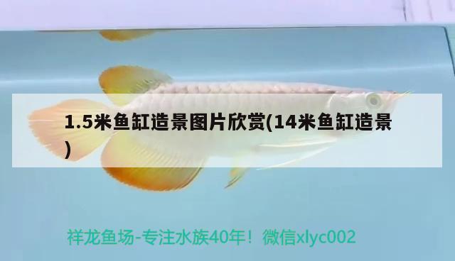 1.5米魚缸造景圖片欣賞(14米魚缸造景) 龍魚批發(fā)