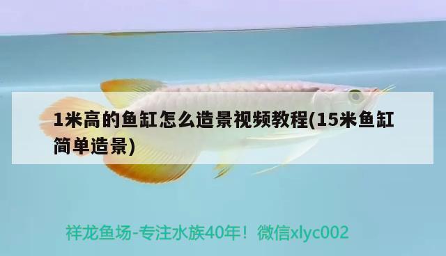 1米高的魚(yú)缸怎么造景視頻教程(15米魚(yú)缸簡(jiǎn)單造景) 帝王迷宮