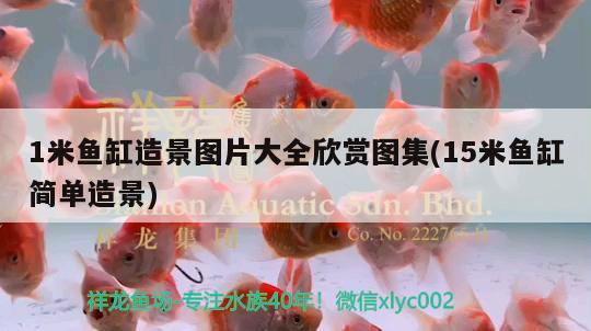 1米魚缸造景圖片大全欣賞圖集(15米魚缸簡(jiǎn)單造景)