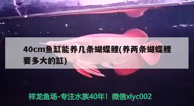 40cm魚缸能養(yǎng)幾條蝴蝶鯉(養(yǎng)兩條蝴蝶鯉要多大的缸)