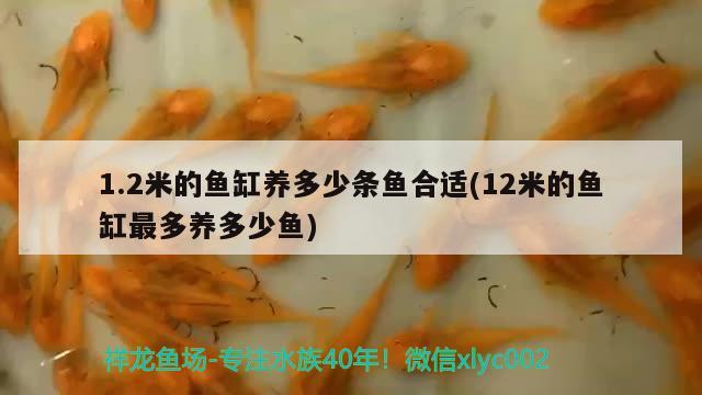 1.2米的魚缸養(yǎng)多少條魚合適(12米的魚缸最多養(yǎng)多少魚) 印尼四紋虎