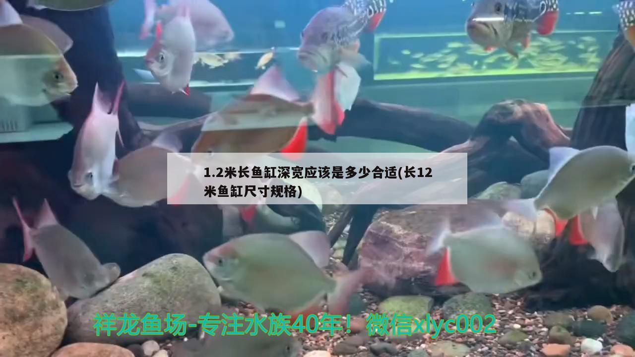 1.2米長魚缸深寬應該是多少合適(長12米魚缸尺寸規(guī)格) 魚缸水質穩(wěn)定劑 第2張