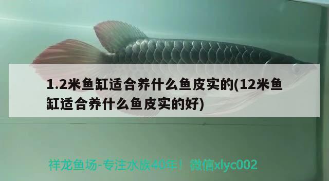 1.2米魚缸適合養(yǎng)什么魚皮實(shí)的(12米魚缸適合養(yǎng)什么魚皮實(shí)的好) 白子銀版魚