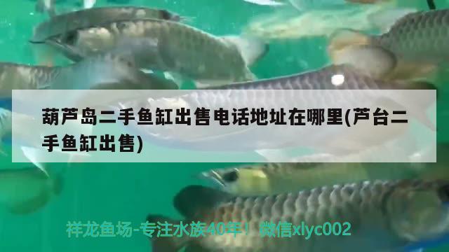 葫蘆島二手魚缸出售電話地址在哪里(蘆臺二手魚缸出售) 黃金鴨嘴魚