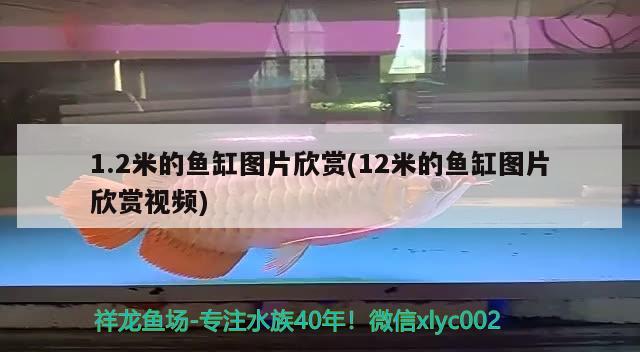 1.2米的魚缸圖片欣賞(12米的魚缸圖片欣賞視頻)