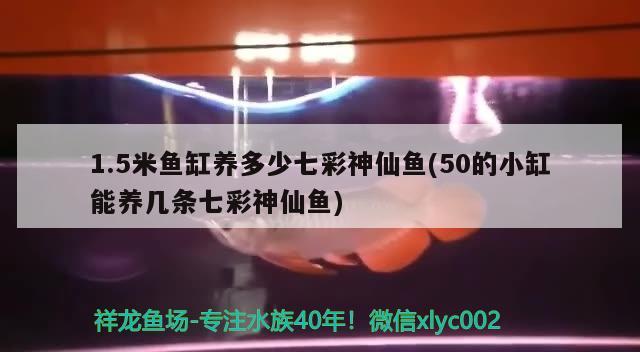 1.5米魚(yú)缸養(yǎng)多少七彩神仙魚(yú)(50的小缸能養(yǎng)幾條七彩神仙魚(yú)) 七彩神仙魚(yú)