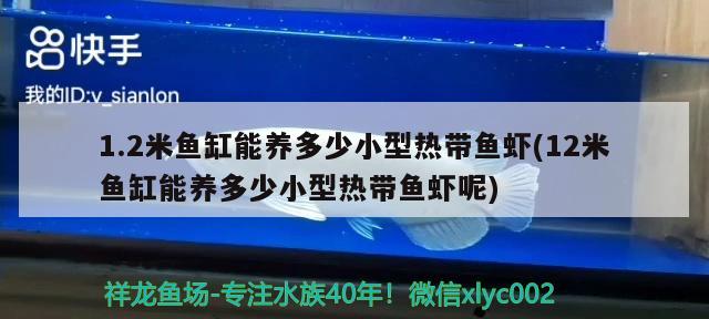 1.2米魚缸能養(yǎng)多少小型熱帶魚蝦(12米魚缸能養(yǎng)多少小型熱帶魚蝦呢) 廣州水族器材濾材批發(fā)市場(chǎng)