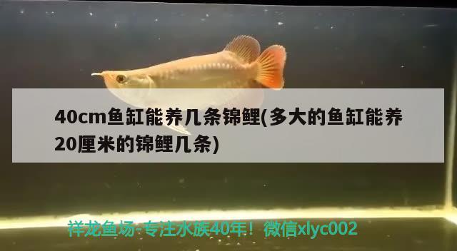 40cm魚缸能養(yǎng)幾條錦鯉(多大的魚缸能養(yǎng)20厘米的錦鯉幾條)