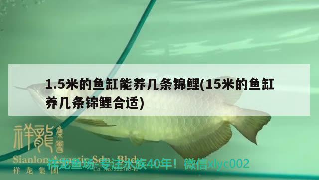 1.5米的魚缸能養(yǎng)幾條錦鯉(15米的魚缸養(yǎng)幾條錦鯉合適)