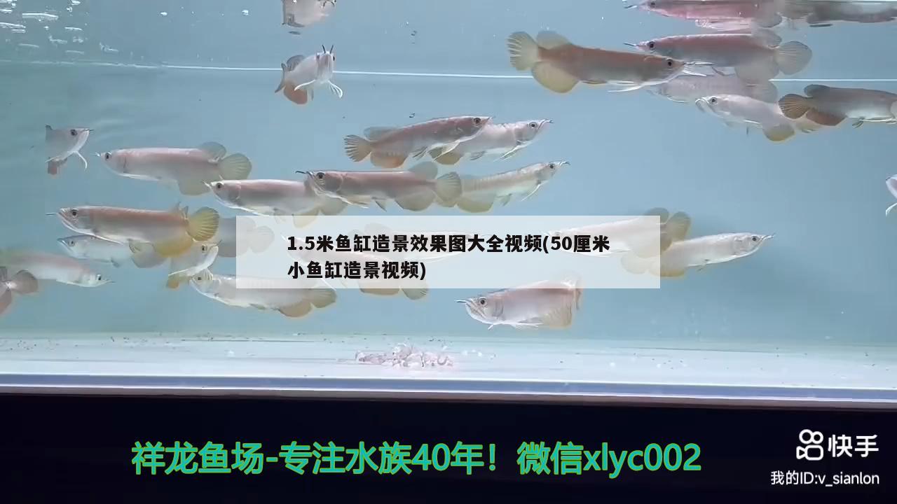 1.5米魚缸造景效果圖大全視頻(50厘米小魚缸造景視頻)