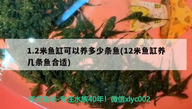 1.2米魚(yú)缸可以養(yǎng)多少條魚(yú)(12米魚(yú)缸養(yǎng)幾條魚(yú)合適) 觀賞蝦蟹等飼料