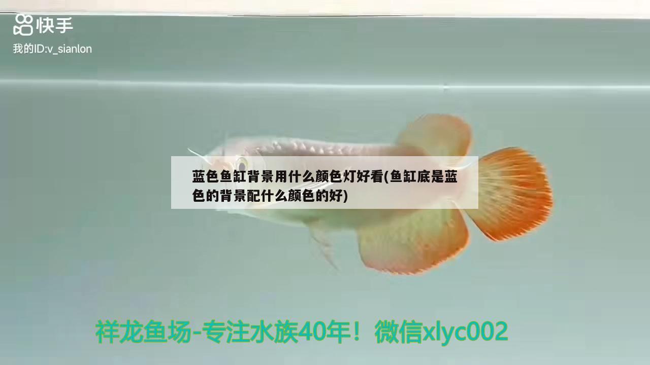 藍色魚缸背景用什么顏色燈好看(魚缸底是藍色的背景配什么顏色的好) 養(yǎng)魚的好處