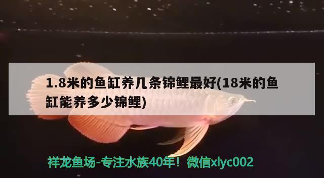 1.8米的魚缸養(yǎng)幾條錦鯉最好(18米的魚缸能養(yǎng)多少錦鯉) 朱巴利魚