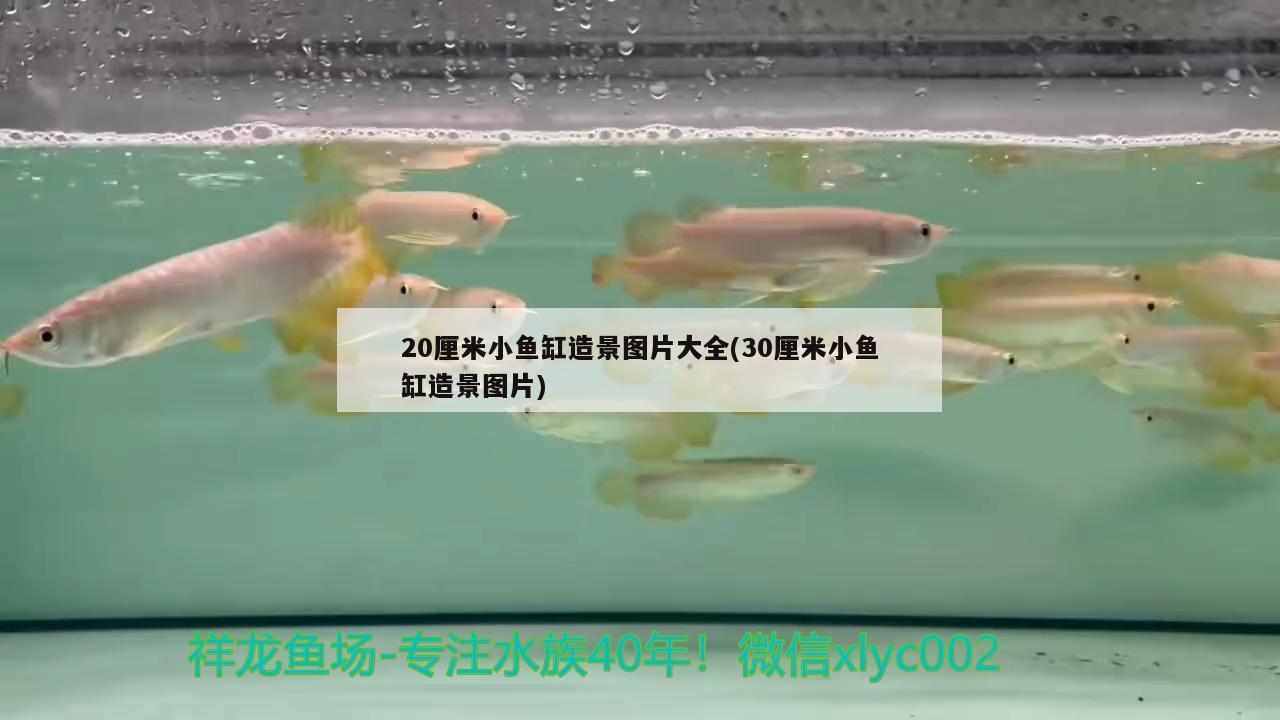 20厘米小魚(yú)缸造景圖片大全(30厘米小魚(yú)缸造景圖片)