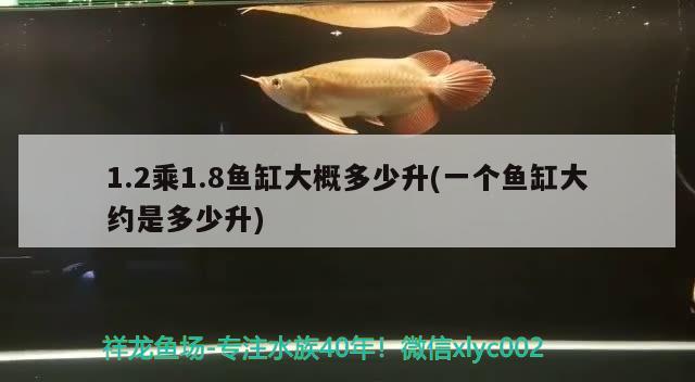 1.2乘1.8魚(yú)缸大概多少升(一個(gè)魚(yú)缸大約是多少升) 過(guò)背金龍魚(yú)