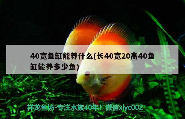 40寬魚缸能養(yǎng)什么(長40寬20高40魚缸能養(yǎng)多少魚)