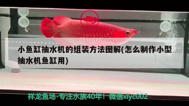 小魚缸抽水機(jī)的組裝方法圖解(怎么制作小型抽水機(jī)魚缸用) 肥料