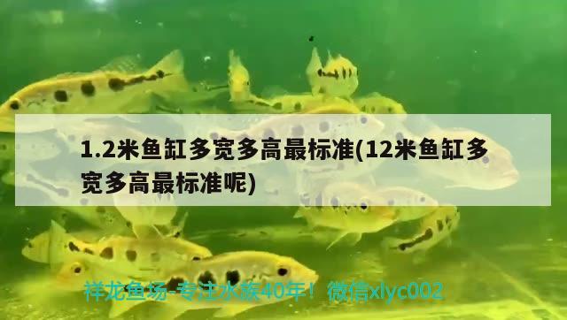 1.2米魚缸多寬多高最標(biāo)準(zhǔn)(12米魚缸多寬多高最標(biāo)準(zhǔn)呢)