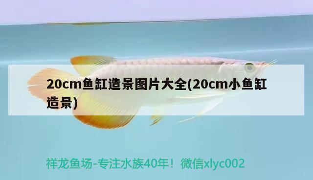 20cm魚缸造景圖片大全(20cm小魚缸造景) 純血皇冠黑白魟魚