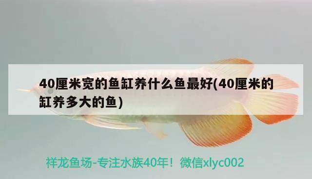 40厘米寬的魚缸養(yǎng)什么魚最好(40厘米的缸養(yǎng)多大的魚)