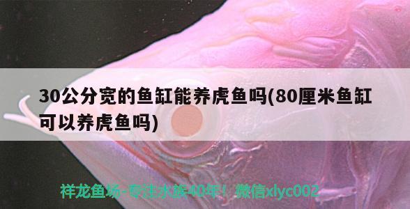 30公分寬的魚缸能養(yǎng)虎魚嗎(80厘米魚缸可以養(yǎng)虎魚嗎) 虎魚百科 第1張