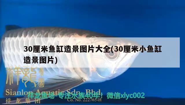 30厘米魚缸造景圖片大全(30厘米小魚缸造景圖片) 眼斑魚