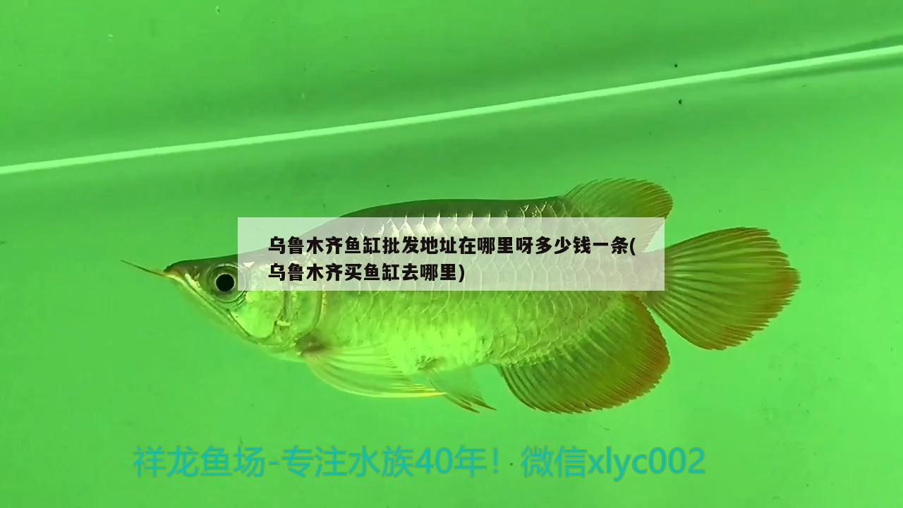 烏魯木齊魚缸批發(fā)地址在哪里呀多少錢一條(烏魯木齊買魚缸去哪里) 綠皮皇冠豹魚