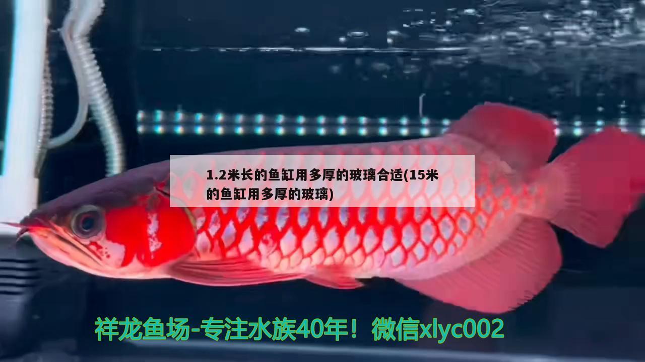 1.2米長(zhǎng)的魚缸用多厚的玻璃合適(15米的魚缸用多厚的玻璃)