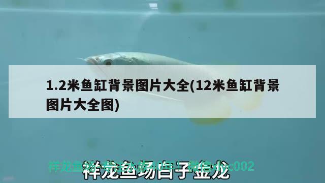 1.2米魚(yú)缸背景圖片大全(12米魚(yú)缸背景圖片大全圖)