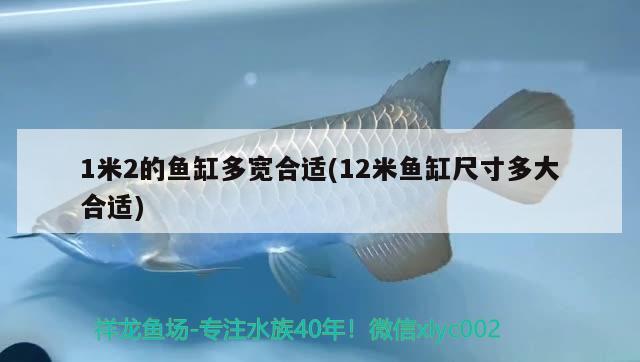 1米2的魚缸多寬合適(12米魚缸尺寸多大合適) 和尚魚