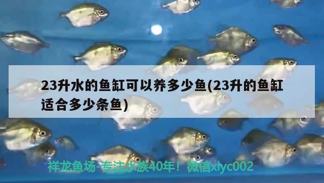 23升水的魚(yú)缸可以養(yǎng)多少魚(yú)(23升的魚(yú)缸適合多少條魚(yú))