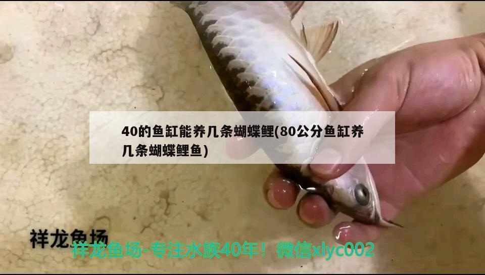 40的魚缸能養(yǎng)幾條蝴蝶鯉(80公分魚缸養(yǎng)幾條蝴蝶鯉魚)