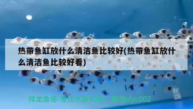 熱帶魚缸放什么清潔魚比較好(熱帶魚缸放什么清潔魚比較好看)