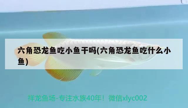 六角恐龍魚吃小魚干嗎(六角恐龍魚吃什么小魚)