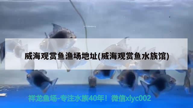 威海觀賞魚漁場地址(威海觀賞魚水族館) 三間鼠魚苗