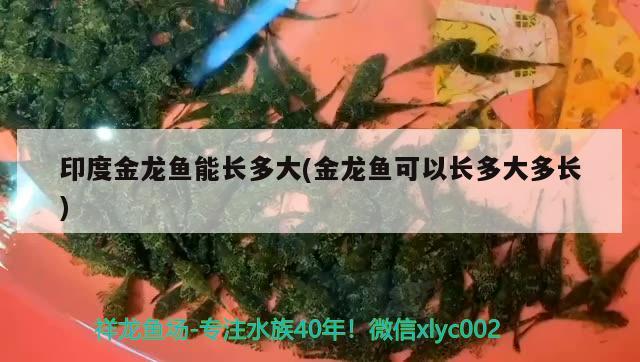 印度金龍魚能長多大(金龍魚可以長多大多長) 觀賞魚百科