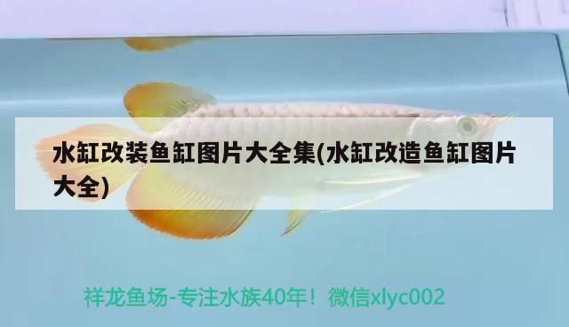 水缸改裝魚缸圖片大全集(水缸改造魚缸圖片大全)