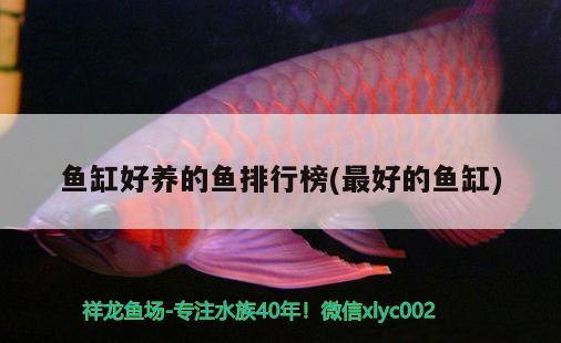 魚缸好養(yǎng)的魚排行榜(最好的魚缸) 白子關(guān)刀魚苗