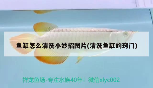 魚缸怎么清洗小妙招圖片(清洗魚缸的竅門) 金三間魚