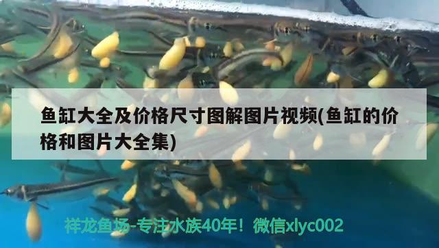 魚缸大全及價(jià)格尺寸圖解圖片視頻(魚缸的價(jià)格和圖片大全集) 森森魚缸