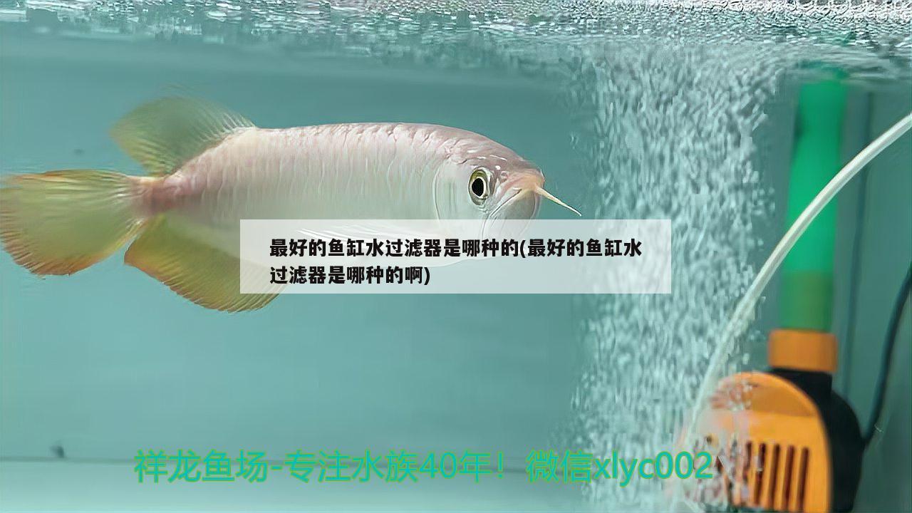 最好的魚缸水過濾器是哪種的(最好的魚缸水過濾器是哪種的啊) 印尼四紋虎